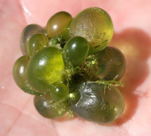 Derbesia green alga
